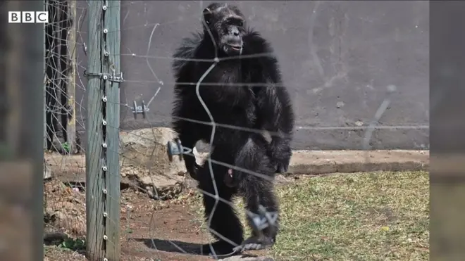 Шимпанзе стоять на ногах, якщо його колись скривдила людина