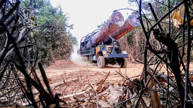EIA nói hơn 300.000 mét khối gỗ đã được xuất lậu từ Campuchia từ tháng 11.