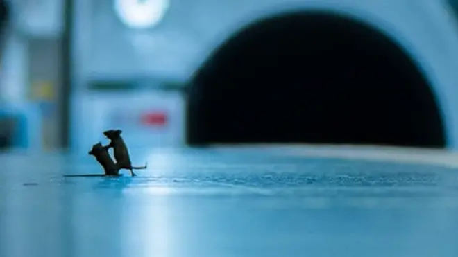 ట్యూబ్ ప్లాట్‌ఫాంపై ఆహారం కోసం కొట్టుకుంటున్న చుంచెలుకలు