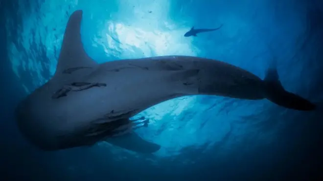 트리톤 베이의 고래상어는 부기스인이 지은 수상 건물 '바간' 아래에 모인다