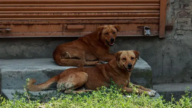 भटके कुत्रे
