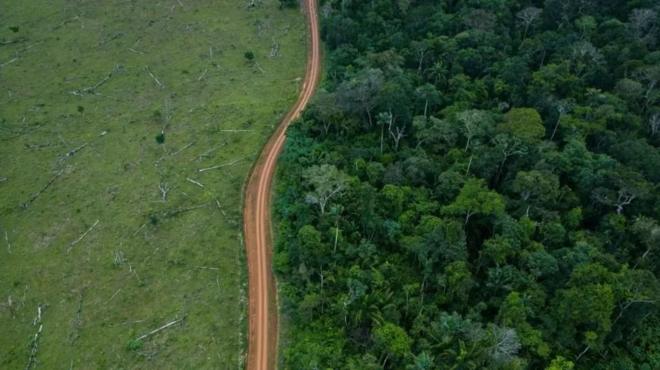 Imagem aérea de floresta desmatada com estrada no meio