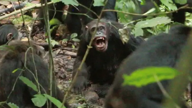 చింపాంజీలు, ఉగాండా