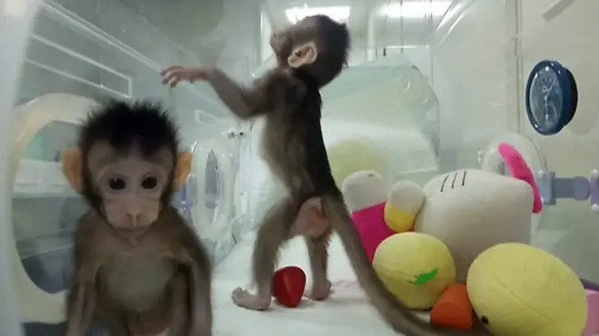 استنساخ أول قردة في العالم