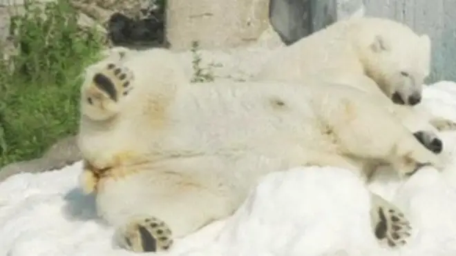 Polar bears at a zoo in Lapland in northern Finland
