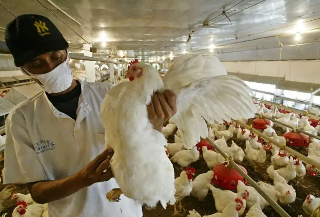 Nombreux sont ces éleveurs qui préfèrent plus pour les poulets de chair