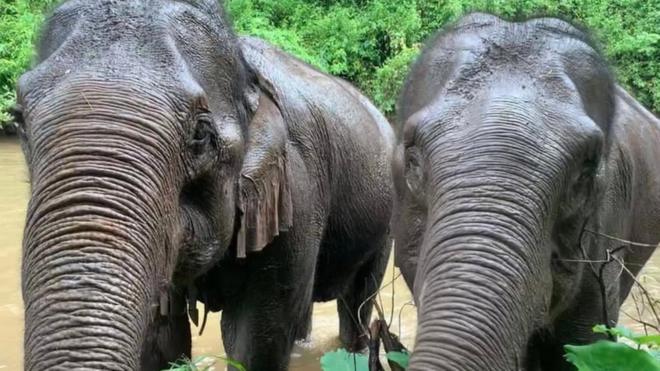 Thai elephants