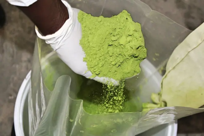 Moringa