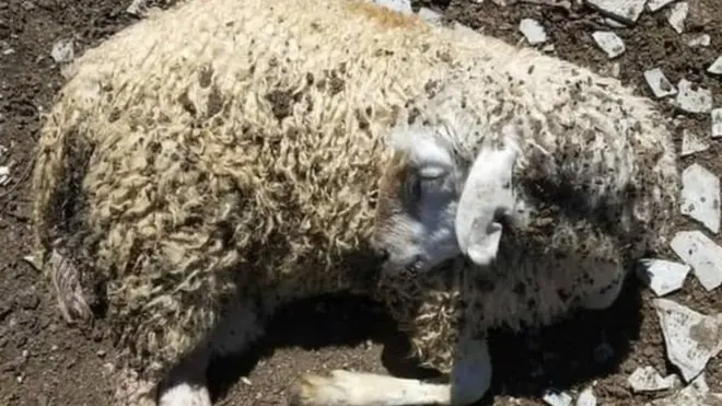 ЖЕРГИЛИКТҮҮЛӨР ТАРТЫП, ИНТЕРНЕТКЕ ЖАРЫЯЛАГАН СҮРӨТ