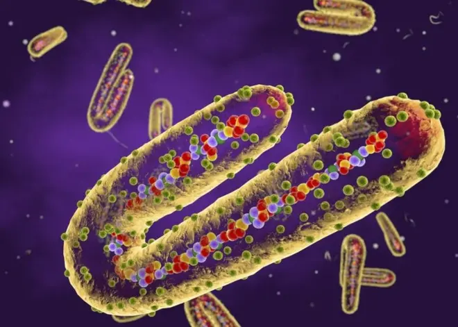 Représentation du virus de Marburg