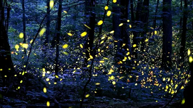 Шоу светлячков