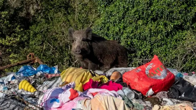 Дикий кабан на звалищі у Римі