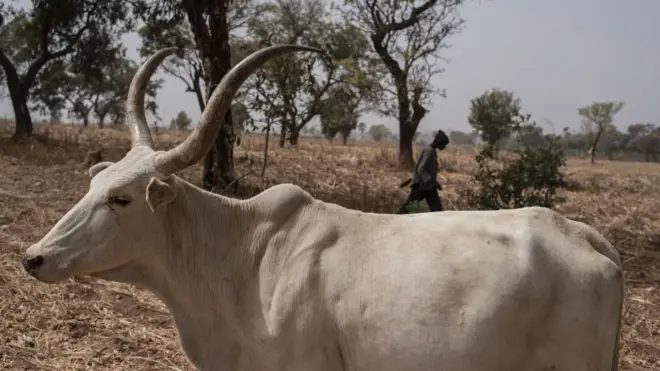 NAPRI say cattle don grow Nigeria economy.