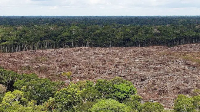 Levantamento aponta que brasileiros querem proteção da Amazônia