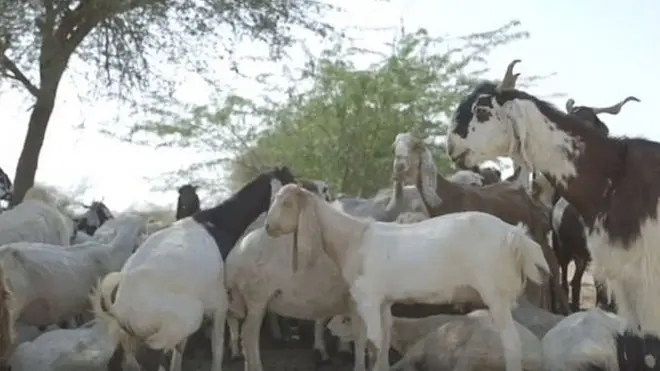 ان علاقوں میں بکریاں اچھی خاصی تعداد میں پائی جاتی ہیں