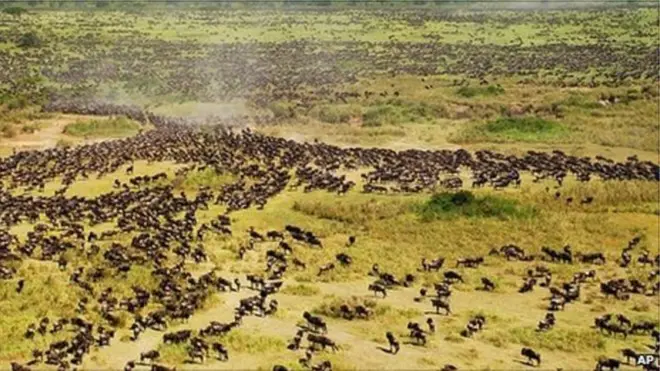 Wanyama wakiwa katika hifadhi ya Serengeti