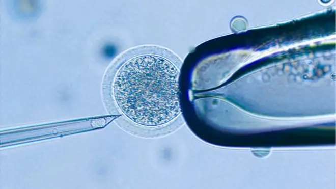 Cattle were first cloned in 2002