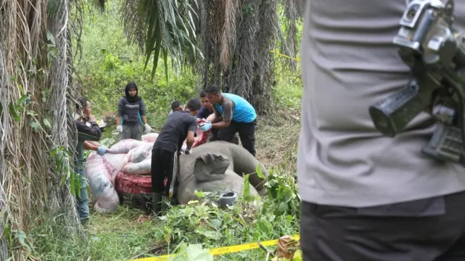 Para petugas memeriksa seekor gajah usia 5 tahun yang ditemukan terbunuh di kawasan perkebunan sawit di Aceh, tahun lalu.