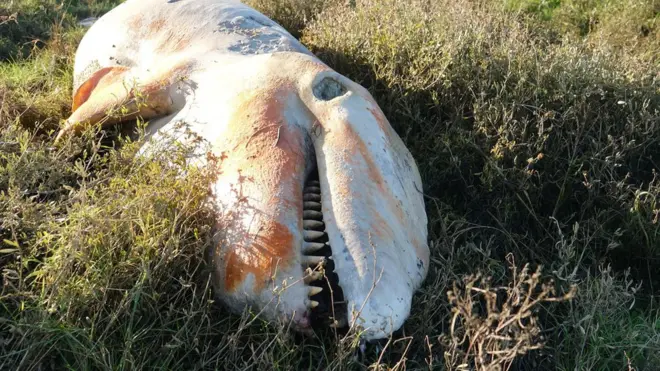 20 yıldır ilk kez bir katil balina İngiltere kıyılarına vurdu
