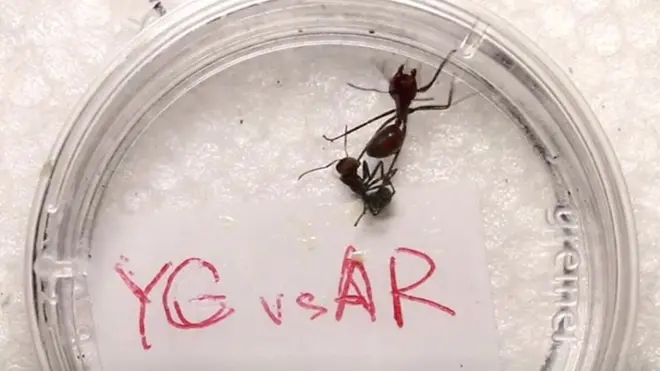 النمل المتفجر يضحي بنفسه لتعيش فصيلته