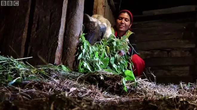 Раз на місяць Бімла переїжджає до корівника за селом