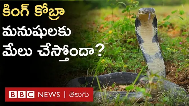 కింగ్ కోబ్రా జీవ సమతౌల్యానికి సాయం చేస్తూ, మనుషుల ప్రాణాలు కాపాడుతోందా?