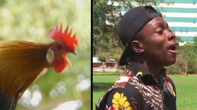 50 звкуів тварин