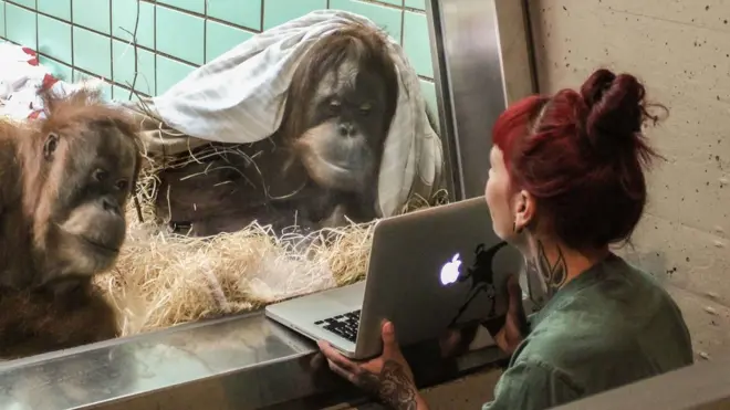 En un experimento previo en el zoológico Wilhelma en Stuttgart, Alemania, una orangutana mostró claramente su preferencia por un macho en particular. Cortesía: Zoológico Wilhelma, Stuttgart