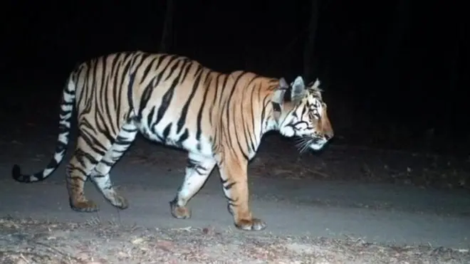 సీ-1 పులి