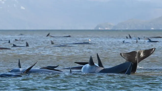 ኣብ ኣውስትራልያ ልዕሊ 90 ዓሳ ነባሪ ሞይቶም ተረኺቦም