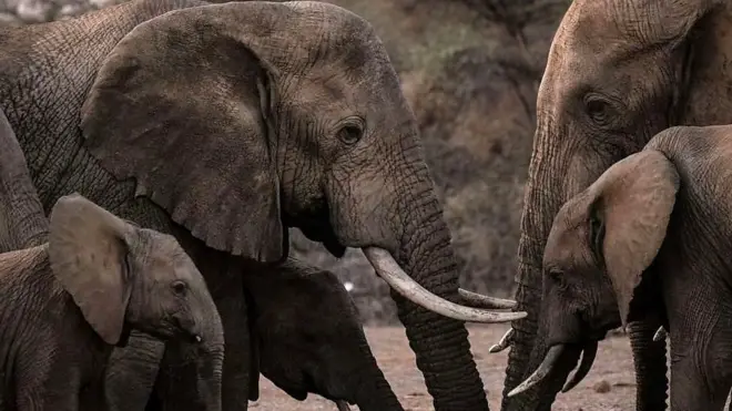 تغير المناخ يقتل الفيلة