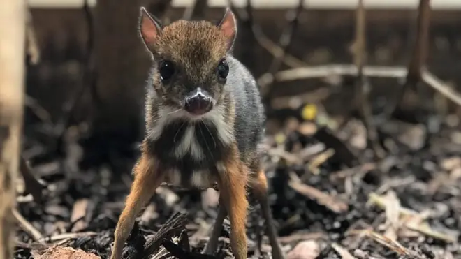 The tiny mouse deer is only 8in (20cm) tall