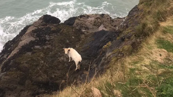 Попавшая в сложную ситуацию корова оказалась представительницей редкой и древней породы "уайт-парк"
