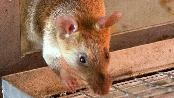 Oke ọ ga agọli na ebubo a?