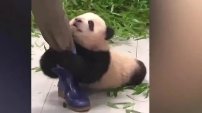 د ۶ میاشتنۍ پانډا وېډیو چې تر ۴ میلیون ډېرو کسانو کتلې