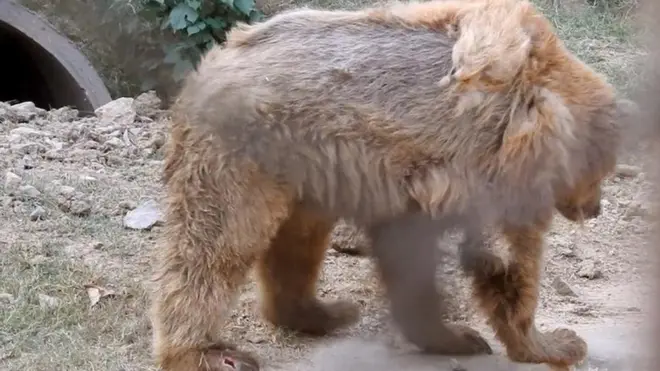 اسلام آباد کے مرغزار چڑیا گھر میں سہولیات کی فقدان کی وجہ سے ریچھ کی صحت دن بدن خراب ہو رہی ہے