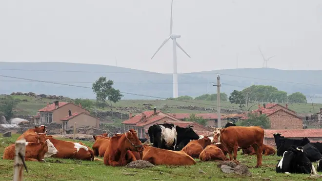 7% американців вважають, що шоколадне молоко дають коричневі корови