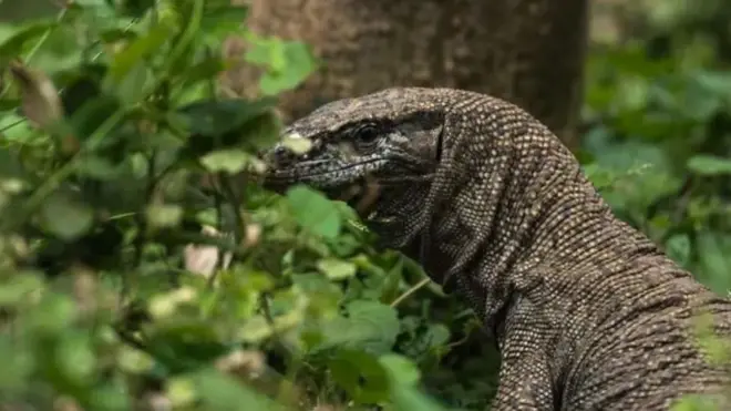 ఉడుము