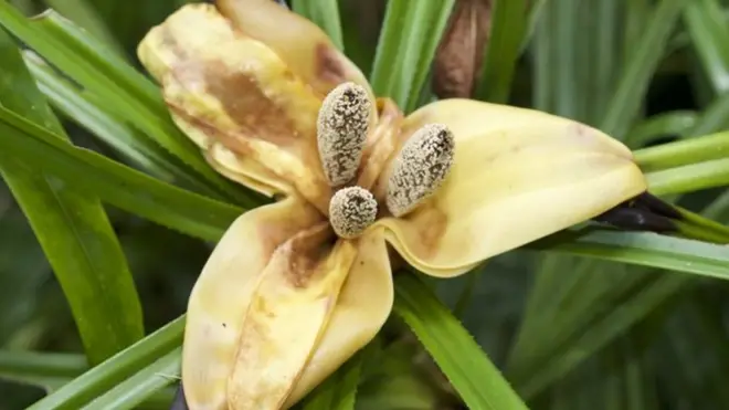 نیو گنی جزیرہ