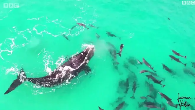 حوت ودلافين بأستراليا