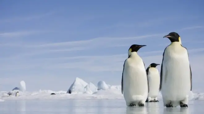 帝企鵝靠著抱團取暖的團隊精神頑強地生活在南極大陸。