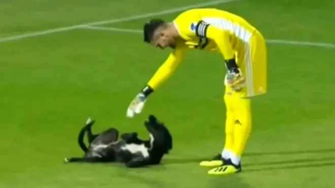 كلب يدخل ملعبا في جورجيا خلال مباراة لكرة القدم، ويوقف اللعب لدقائق قبل أن يخرج.