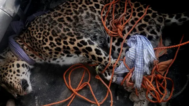 وائیلڈ لائف کے دو اہلکاروں نے چیتے کو رسیوں سے باندھ کر اسے ہسپتال پہنچانے کیلئے تین کلو میٹر سائیکل پر سواری کی اور اس طرح یہ پہلا چیاتا بن گیا جس نے سائیکل پر سواری کی۔