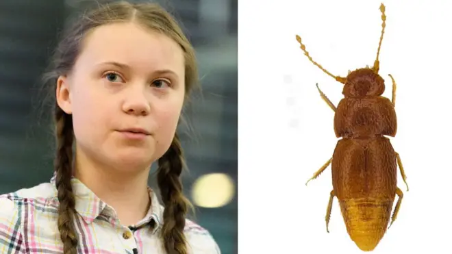 тунберг и жук