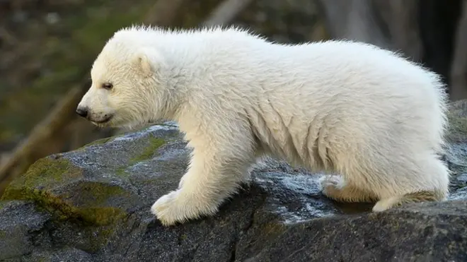 2020年2月13日，维也纳动物园的北极熊小宝宝首次亮相