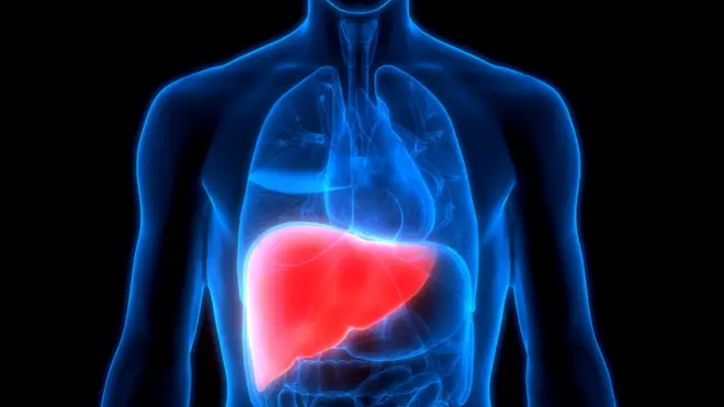 Печень в теле человека