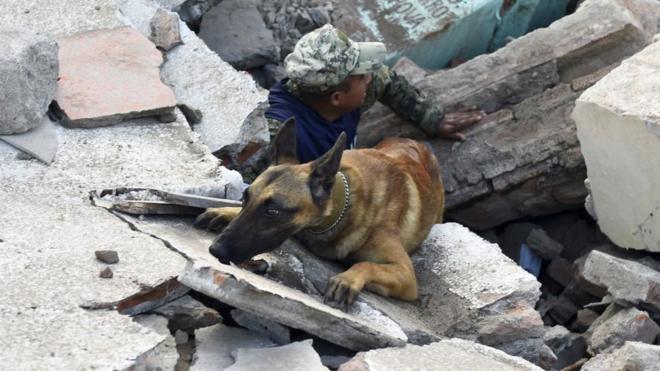 Un perro y su guía buscan entre los escombros en Ciudad de México.