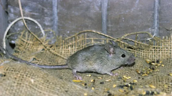 Мыши могут перегрызть важные для функционирования сложной аппаратуры провода