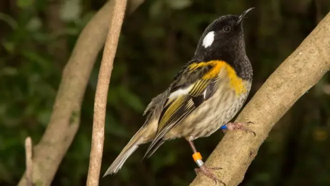 عاودت أعداد طيور الـ "هيهي"، وهو نوع نادر من الطيور تشكل نيوزيلندا موطنا أصليا له، التزايد على البر الرئيسي لهذا البلد، وذلك بفضل نقلها للعيش في محمية "زيلانديا"