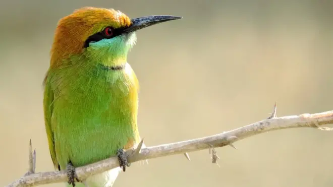 گرین بی ایٹر